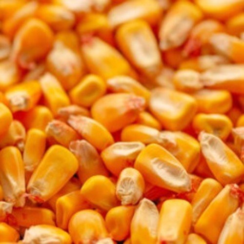 Yellow Maize